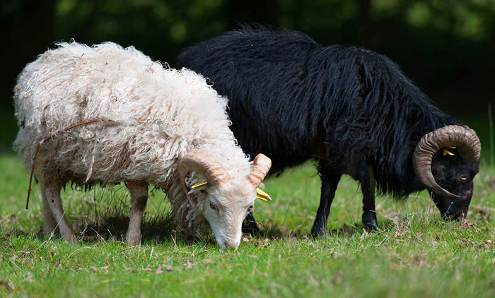 Deux outons d'Ouessant qui mangent de l'herbe sur un espace vert