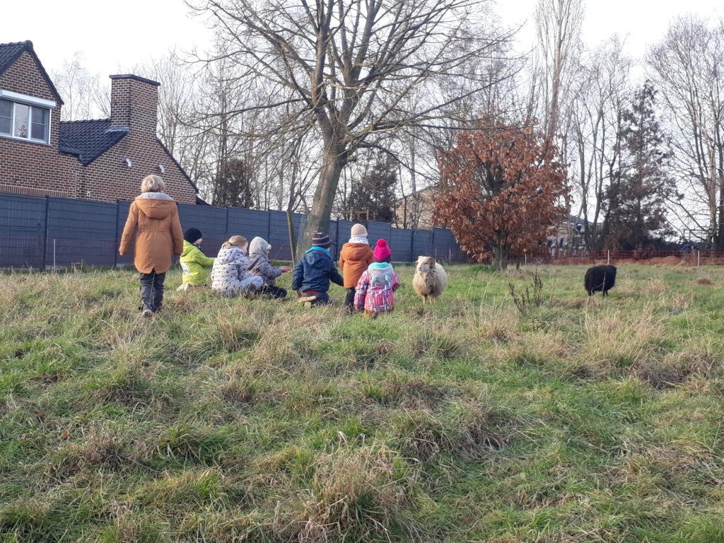 Enfants qui regardent les moutons, animation pédagogique