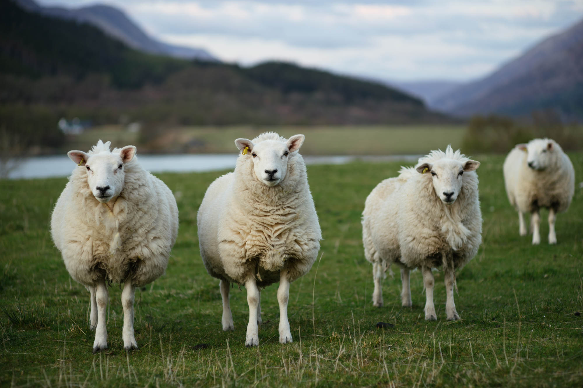 Le Suivi Des Moutons Sheep Solution