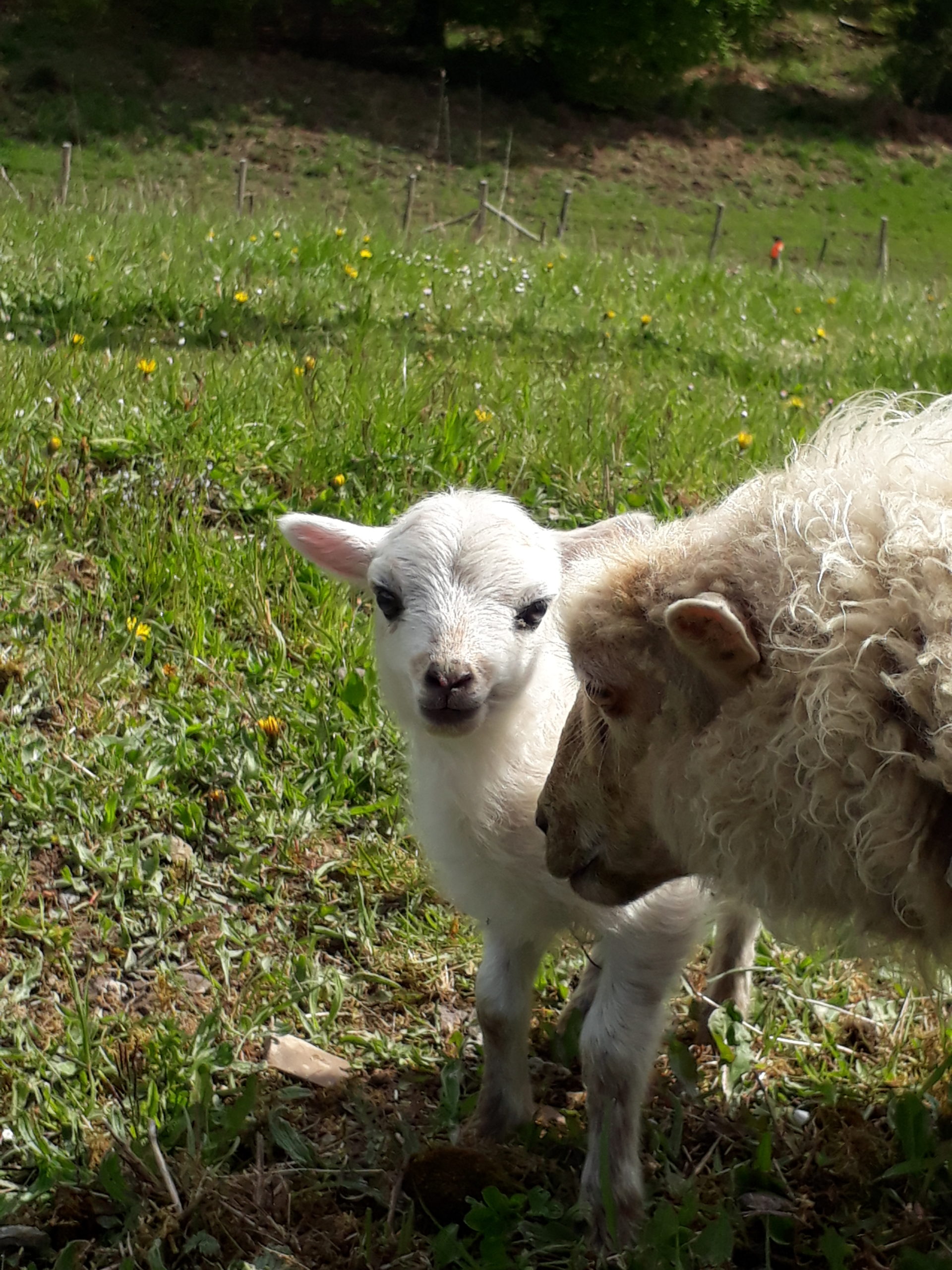 Petit mouton d'Ouessant qui vient de naître, agnelle blanche Ouessant
