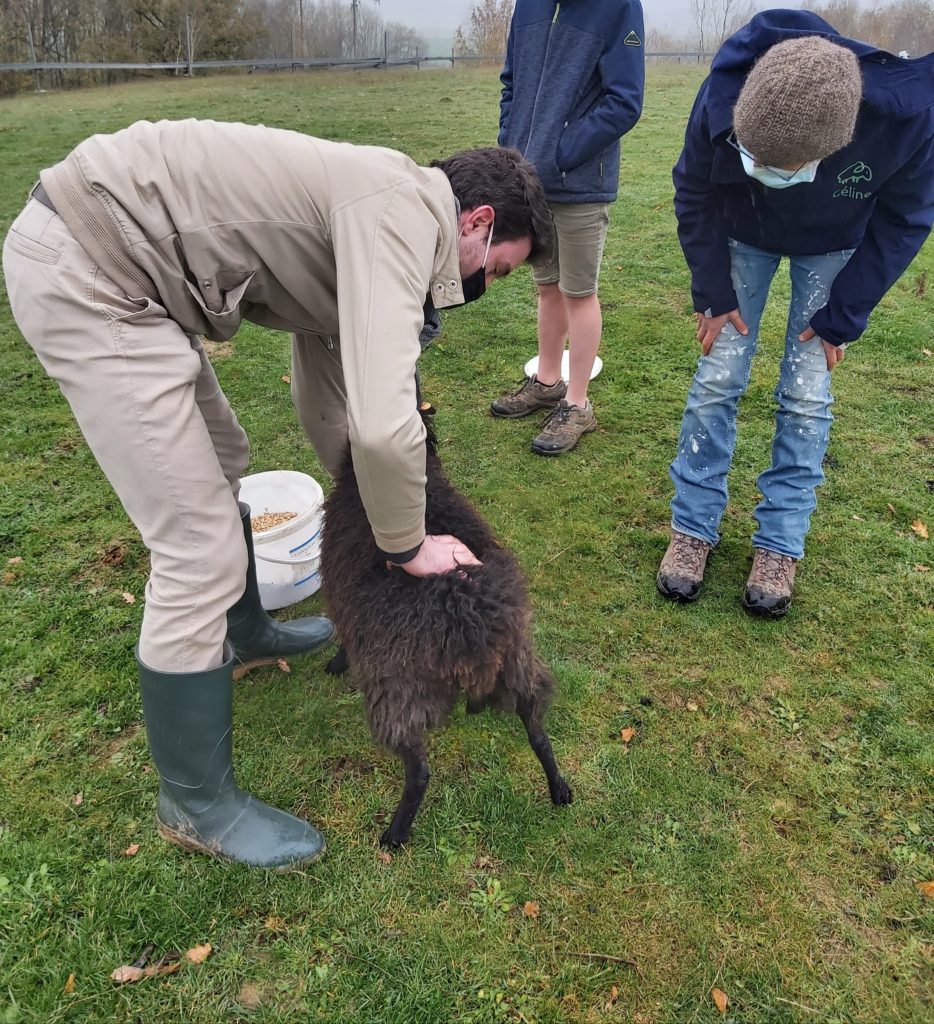 Vétérinaire Ruminivet Sheep Solution